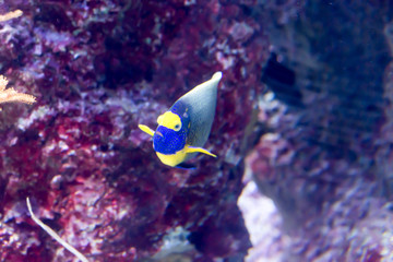 Blurry photo of different fishes and coral reefs in a sea aquarium