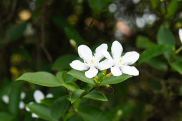 Wrightia antidysenterica or coral swirl or tellicherry bark white flowers