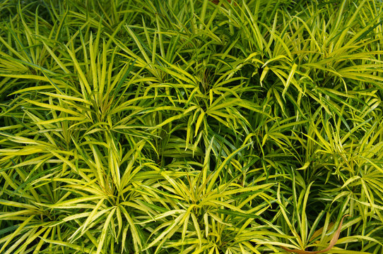 Miagos bush or tanaman aralia  green plant background