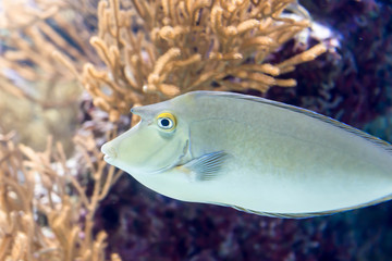 Blurry photo of bluespine unicornfish or short-nose unicornfish in sea aquarium