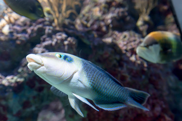 Obraz na płótnie Canvas Blurry photo of a Thicklip Wrasse.Hemigymnus melapterus in a sea aquarium