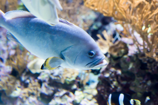 Blurry photo of a gray fish with yelow fins in a sea aquarium