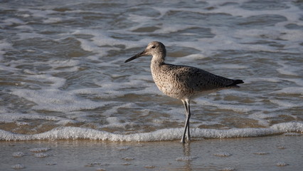 Shore bird in water