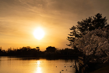 夕日と桜