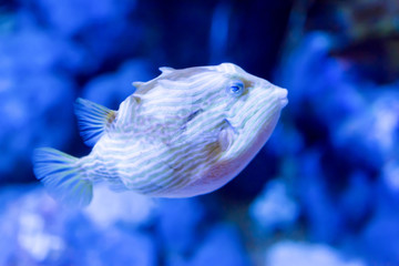 Naklejka na ściany i meble Blurry photo of a porcupine puffer fish freckled porcupinefish in a sea aquarium