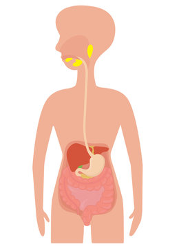 Digestive system of human body.