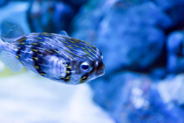 Blurry photo of a porcupine puffer fish freckled porcupinefish in a sea aquarium