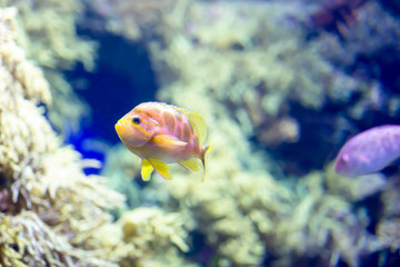 Blurry photo of small colorful fishes in a coral reefs in a sea aquarium