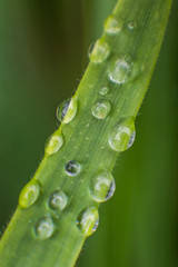 Rainwater Droplets on a Single Blade of Grass