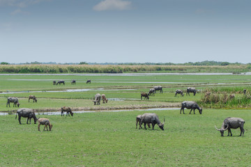 The water buffalo at Thalenoi lake Phatthalung Thailand