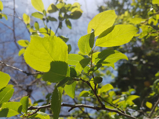 Fototapeta na wymiar leaf green backlight spring season