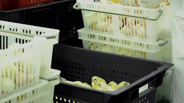 Person sorting hatching broiler chicks from incubator with eggshell to containers at farm. Industrial incubation at factory, production and breeding. Control and selection of newborn chickens