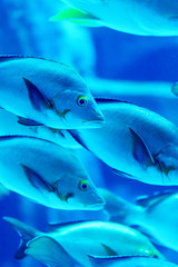 Obraz premium Blurry Yellowfin surgeonfish in a sea aquarium