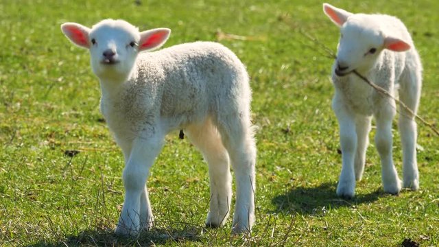Cute lambs on the green meadow
