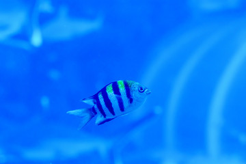 Blurry photo of Sergeant major pintano fish in a sea aquarium