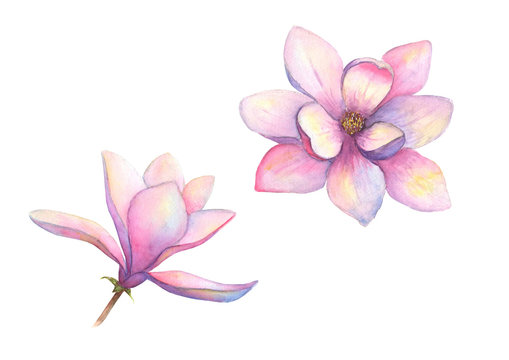 Watercolor beautiful magnolia flowers set isolated on white background. Watercolour spring elegant botanical illustration