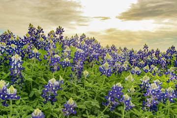 field of Texas bluebonnets with clouds