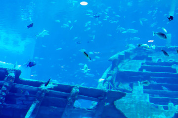 Fototapeta na wymiar Blurry photo of a large sea aquarium with different sale water fishes and coral reefs