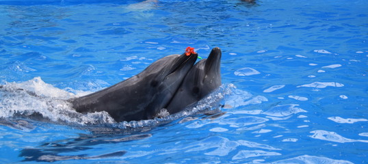 dolphins in the water