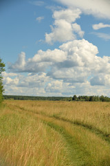 Fototapeta na wymiar Landscape of meadow road and forest