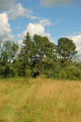 Obraz premium Landscape of meadow road and forest