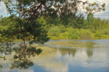 Landscape with forest lake
