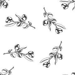 olive branch vector sketch