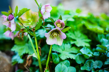 Garden flowers close up.