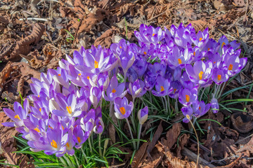 A group of purple crocus flowers. The plants are growing in a patch, surrounded by dead leaves.