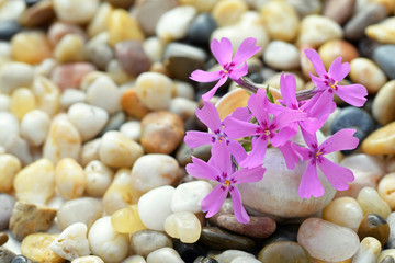 Phlox subulata flower in a small vase from an empty snail shell