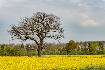 A large tree without leaves standing in the middle of a field of bright yellow oilseed rape. There is a line of trees further away in the background.