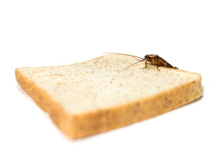 Cockroach on a slice of bread on a white background.