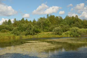 Landscape with forest lake