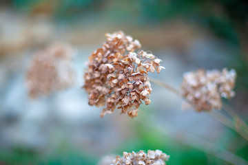 Fototapeta premium Photo of beautiful dead flowers close-up.