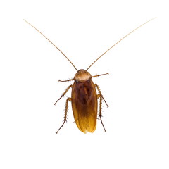 Cockroach isolated on a white background.