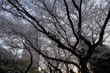 日本　王子　飛鳥山の桜