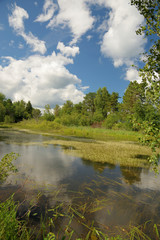 Landscape with forest lake