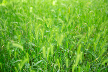 Closeup view of beautiful fresh sunny lush spring green grass lawn background. Horizontal color photography.