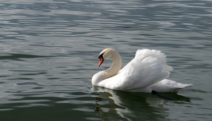 Fototapeta premium stolzer Schwan