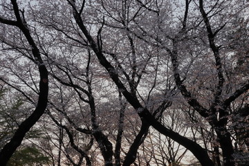 日本　王子　飛鳥山の桜