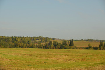 Obraz premium Landscape of meadow road and forest