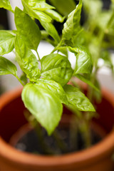 Fresh growing basil