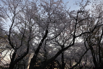 Fototapeta na wymiar 日本　王子　飛鳥山の桜