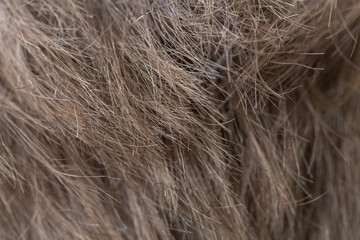 Fototapeta premium Closeup view of short straight blonde human hair. Horizontal color photography.