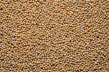 Charlock seeds (Brown mustard, Brassica juncea)