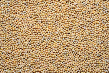 Charlock seeds (White mustards, Sinapis alba)