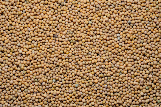 Charlock seeds (Brown mustard, Brassica juncea)