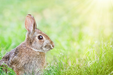 Cute Cottontail bunny rabbit sitting in grass in the spring