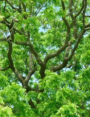 Woodland and Trees.