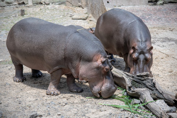 Couple of hippopotamus having lunch